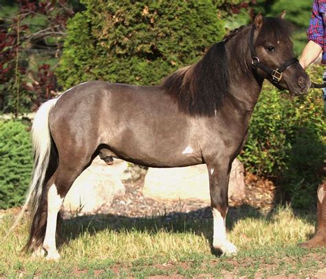 mini stallion Search